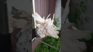 голуби#shortvideo