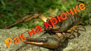 How to put a crayfish on a hook.