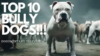 THESE 10 BULLY BREEDS ARE TAKING THE WORLD BY STORM!