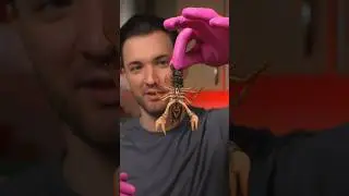 Раки 