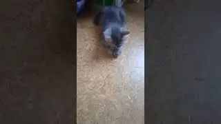 Такой милый котенок.. Уже охотник.