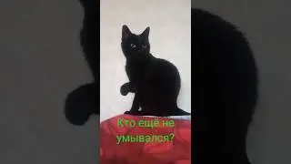 Кошка черная чистюля, знатно моет морду лапкой. #кошка #чистюля #лапка