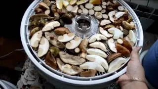 Сушка грибов в сушилке Ezidri FD-1000