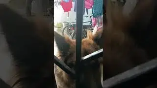 my german is sooo happy today #germanshepherd #doglover #viral #gsd #shortsfeed #youtubeshorts