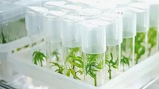 Микроклонарное размножение зеленых растений, на основе пробирок инвитро.