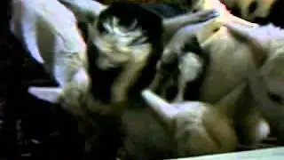 Жизнь на селе. Наши подопечные