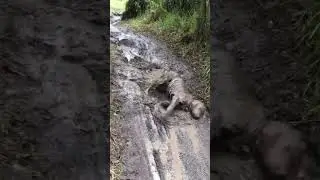 Ce chien adore se prendre des bains de boue 🐶 ! #shorts