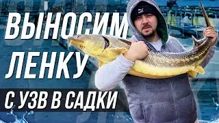 Выносим Ленку с УЗВ в садки