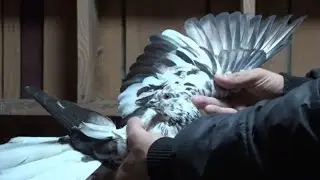 Не звертаю увагу