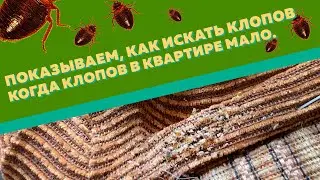 Показываем, как самостоятельно найти клопов и их гнезда в квартире