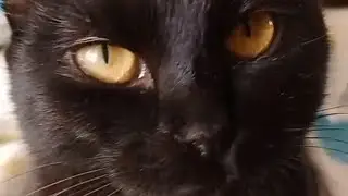 КАК ВЫГЛЯДИТ КОШКА ХОЙШЕКА