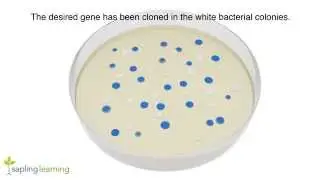 DNA Cloning