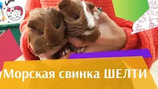 Морская свинка шелти на ilikepet. Особенности породы, уход