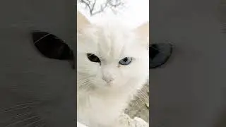 главное делать умное лицо