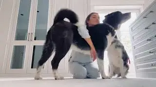 Hande Ercel fun time with her dogs