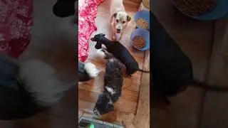 Очень добрые и ласковые малыши   #собака #dog #dogs