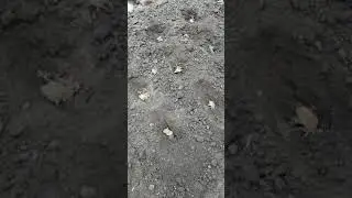 Сажаем картофель в июле))