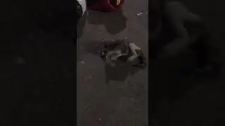 кошка балдеет от валерьянки