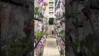 Привоз орхидей. 21 августа ОМА Боровая Минск. Часть 3 #орхидеицветут #floweringplant #орхидеи