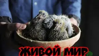 Кормления голубиных птенцов/ Feeding pigeon chicks