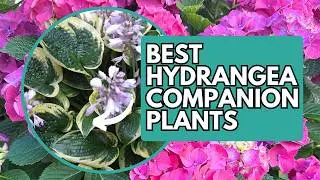 Best Hydrangea Companion Plants | What to Plant with Hydrangeas | Hydrangea Care