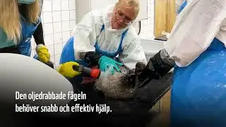 OLJELÄCKAN I BLEKINGE DRABBAR TUSENTALS FÅGLAR