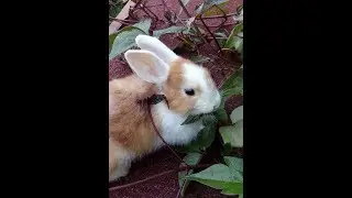 Funny bunnies. Rabbit breeding as a business idea. Lots of rabbits. Dwarf rabbits.