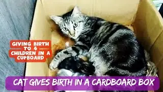 cat gives birth in cardboard box
