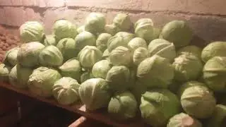 Недорогой способ кормления птицы. Мой опыт
