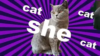 She Cat Tokio 1 HOUR