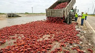 They Released Thousands Of Crabs Into A Toxic River... The Result Shocked The World