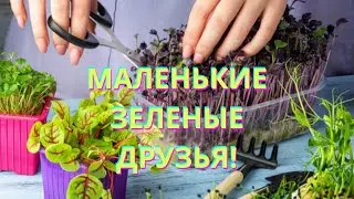 Вы не поверите, насколько легко выращивать микрозелень!