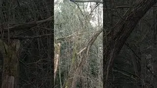 Белки смотрят на меня. Полная версия.