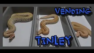 FEEDING YEARLING BLOOD PYTHON MORPHS AND TINLEY EXPO1