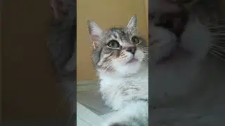 kitten #funny #lol #kitty #cute