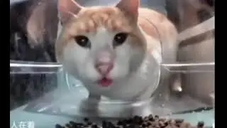 кот ест