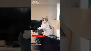 Do we really need cats? 2 🤣