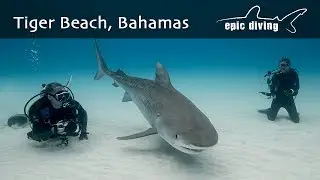 Tiger Beach Bahamas: Tiger Shark and Diver