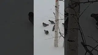ВЕСЕННИЙ БУРАН В РУБЦОВСКЕ 17.04.2023 г.