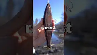 Musky eats Walleye