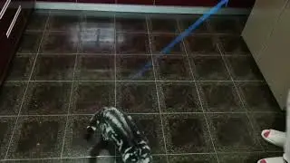 Yuan Yuan The Cat The Spinner