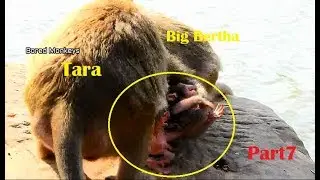 Too hurt.!Baby Gino cry till loudest Tara force drag from Big Bertha mom Save Gino already exhausted