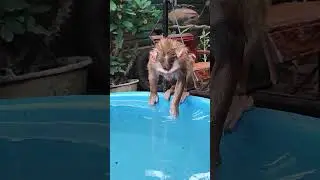 wow     #monkey #dog #dogs #monkeys #pets  #dogbreed