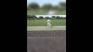 Собака ходит на двух передних лапах