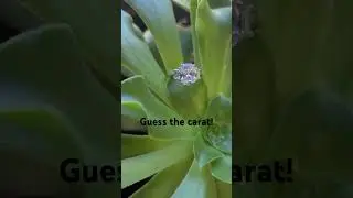 Can you guess the carat weight?