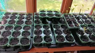 Malalaki na mga seedlings ko at update sa aming garden