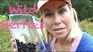Wild Blackberry Abundance & A channel you should watch!