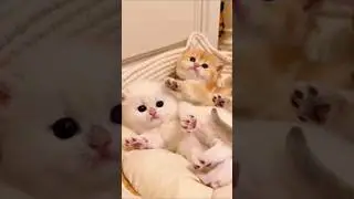 Cute coconut kitten 😹🥥🐾