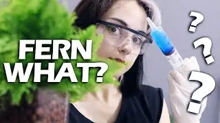 Can Ferns Survive In Water? Hydroponics Experiment | Fern Repotting in Leca + 1 Month Update  🌿