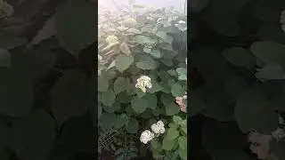 Гортензии. Лето 2024
